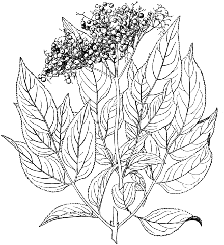 Black Elderberry Coloring Page